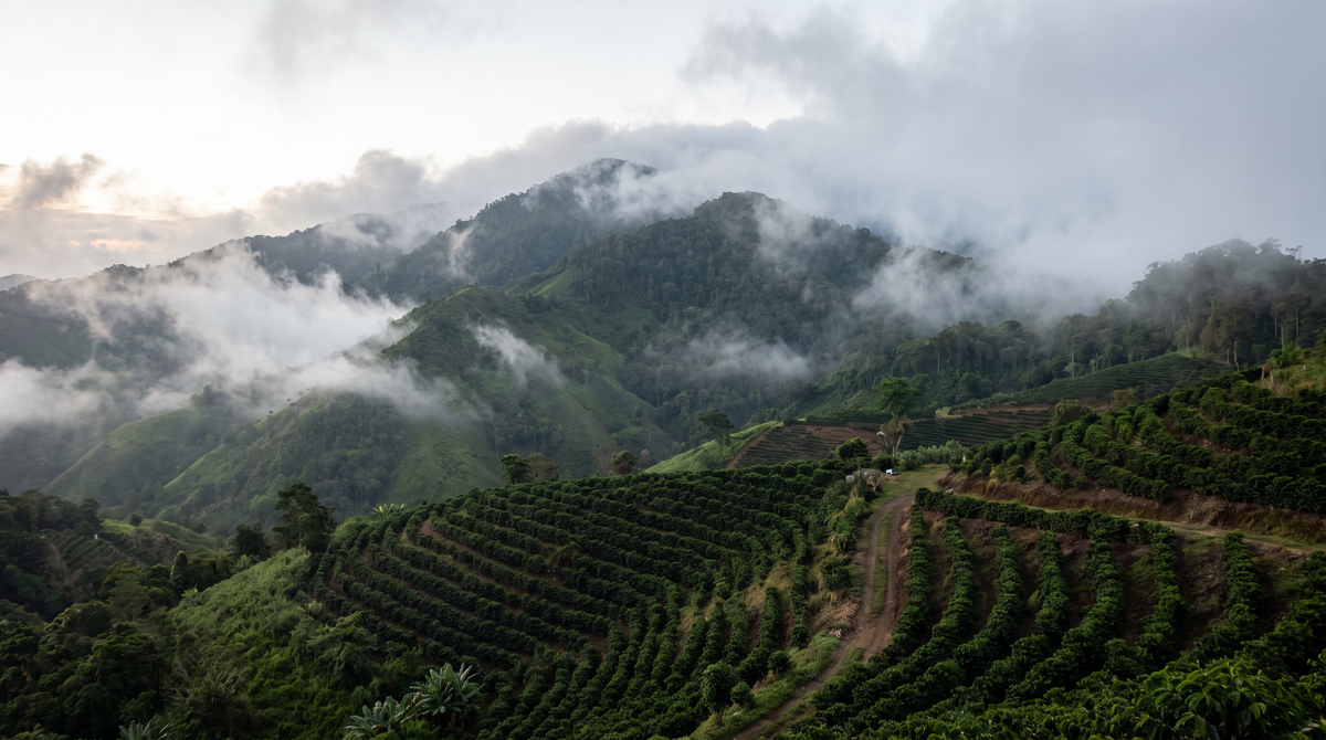 Plantations de café sur les pentes des Blue Mountains en Jamaïque